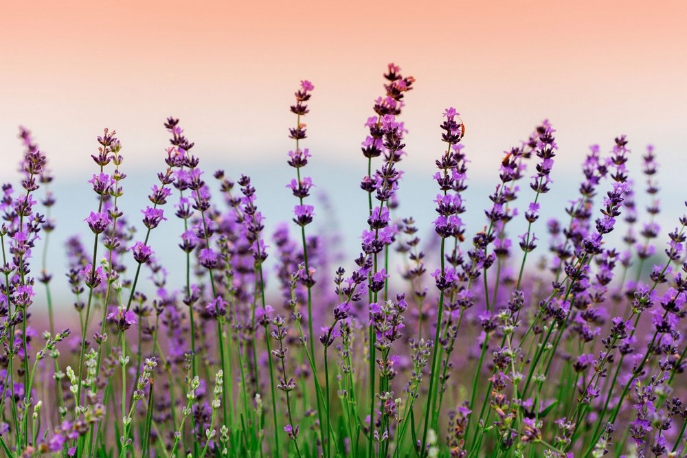 What Are the Top Benefits and Uses of Lavender